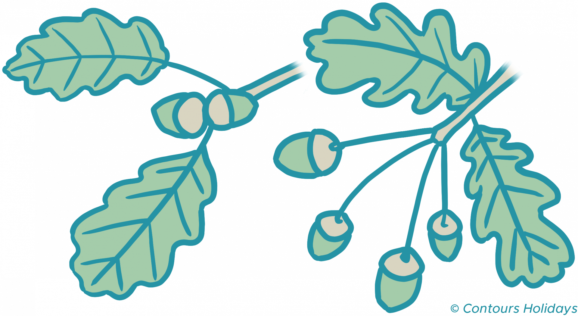 Diagram demonstrating the differences between the Sessile Oak, left, and the English Oak, right.